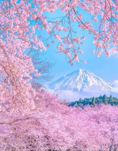 Japan Spring Highlights