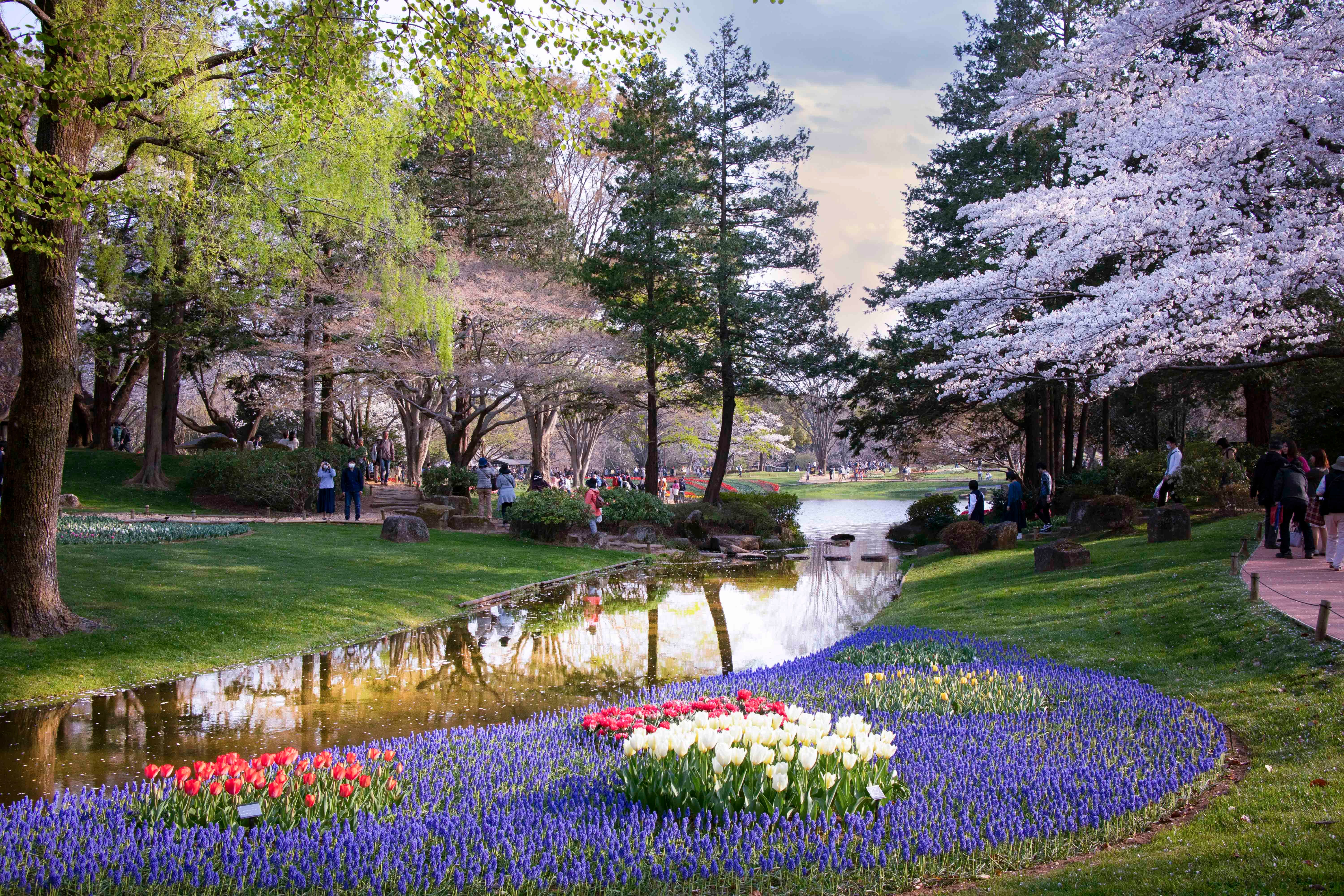 Japan spring cherry blossoms